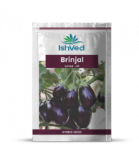 Brinjal IVBJH-341 10 grams